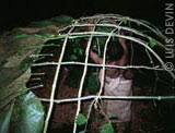 Pygmy leaf hut