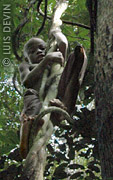 Baka child on a big liana of the African rainforest