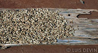 Peanuts sun drying in a Pygmy camp in the rainforest