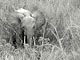Forest elephant (Gabon)