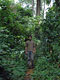 Rainforest path (Baka Pygmies, Cameroon)
