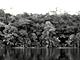 Rainforest river (Cameroon)