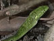 Green Mamba (Gabon)