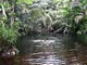 Bath in the forest (Gabon)